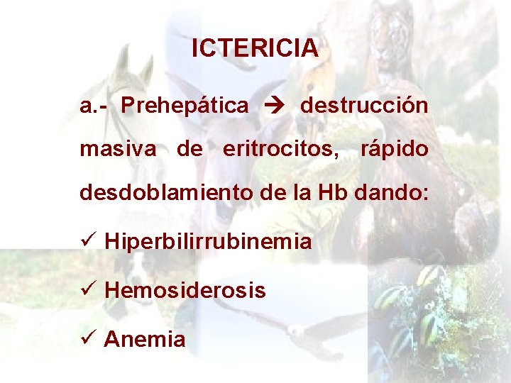 ICTERICIA a. - Prehepática destrucción masiva de eritrocitos, rápido desdoblamiento de la Hb dando: