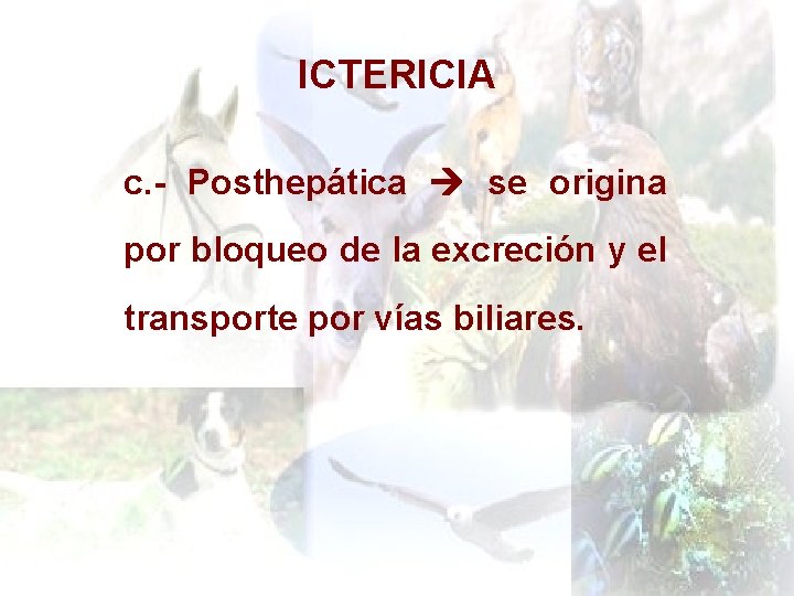 ICTERICIA c. - Posthepática se origina por bloqueo de la excreción y el transporte