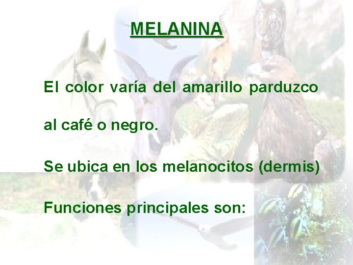 MELANINA El color varía del amarillo parduzco al café o negro. Se ubica en