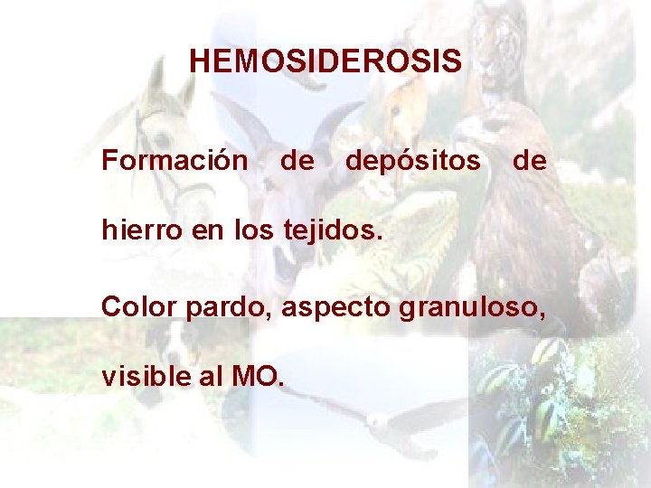 HEMOSIDEROSIS Formación de depósitos de hierro en los tejidos. Color pardo, aspecto granuloso, visible