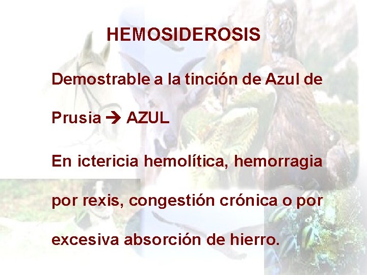 HEMOSIDEROSIS Demostrable a la tinción de Azul de Prusia AZUL En ictericia hemolítica, hemorragia