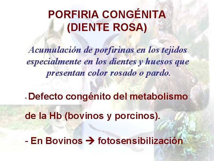 PORFIRIA CONGÉNITA (DIENTE ROSA) Acumulación de porfirinas en los tejidos especialmente en los dientes