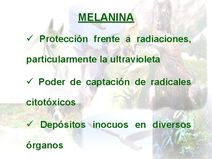 MELANINA ü Protección frente a radiaciones, particularmente la ultravioleta ü Poder de captación de