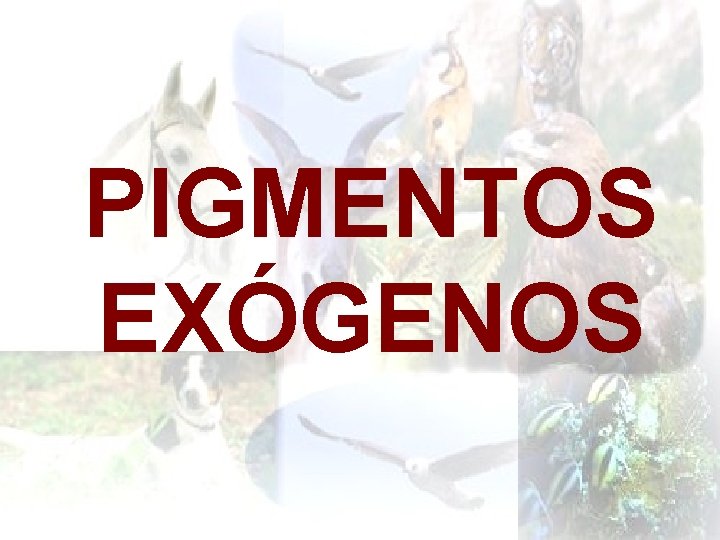 PIGMENTOS EXÓGENOS 