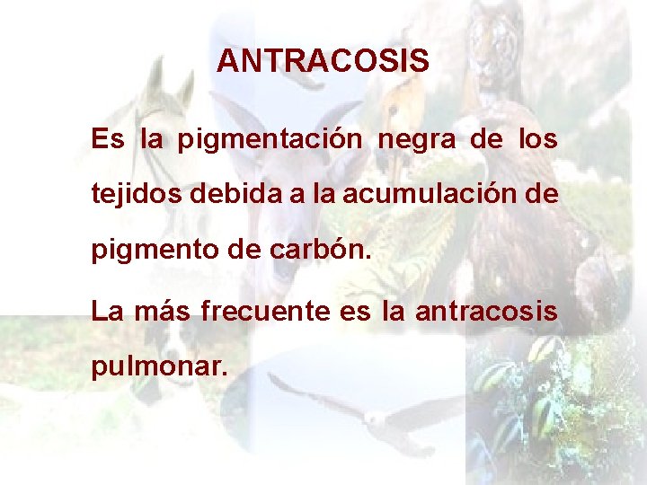 ANTRACOSIS Es la pigmentación negra de los tejidos debida a la acumulación de pigmento