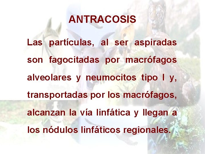 ANTRACOSIS Las partículas, al ser aspiradas son fagocitadas por macrófagos alveolares y neumocitos tipo