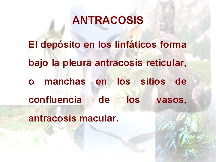ANTRACOSIS El depósito en los linfáticos forma bajo la pleura antracosis reticular, o manchas