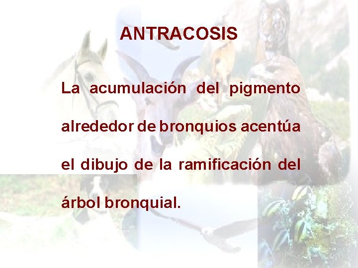 ANTRACOSIS La acumulación del pigmento alrededor de bronquios acentúa el dibujo de la ramificación