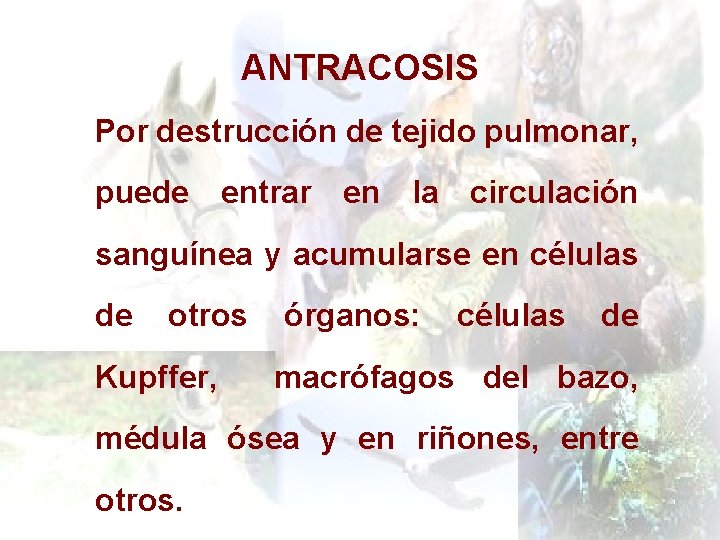 ANTRACOSIS Por destrucción de tejido pulmonar, puede entrar en la circulación sanguínea y acumularse