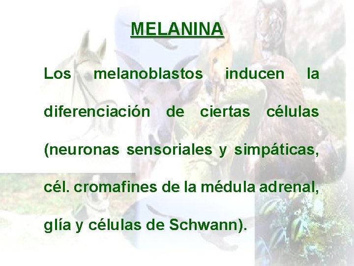 MELANINA Los melanoblastos inducen la diferenciación de ciertas células (neuronas sensoriales y simpáticas, cél.
