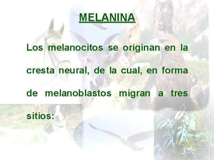 MELANINA Los melanocitos se originan en la cresta neural, de la cual, en forma