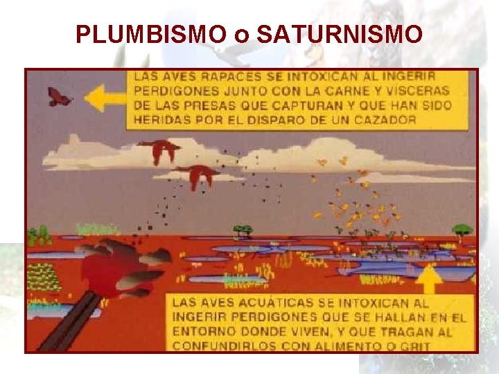 PLUMBISMO o SATURNISMO 
