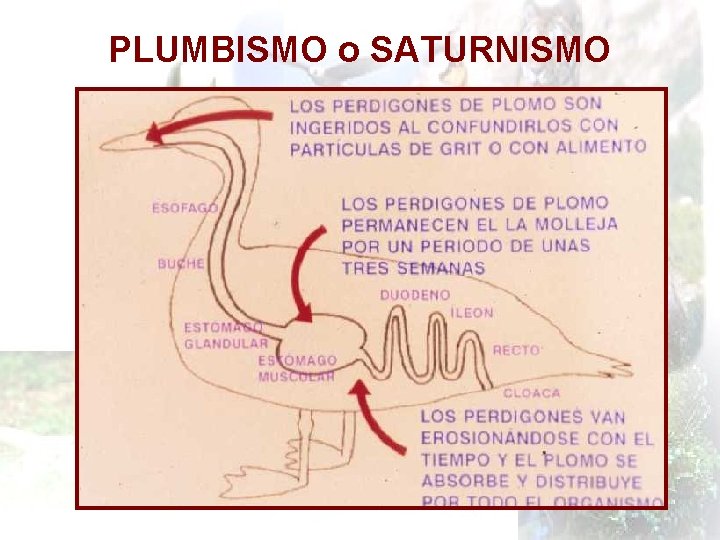 PLUMBISMO o SATURNISMO 