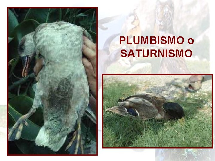 PLUMBISMO o SATURNISMO 