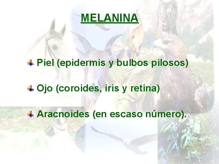 MELANINA Piel (epidermis y bulbos pilosos) Ojo (coroides, iris y retina) Aracnoides (en escaso