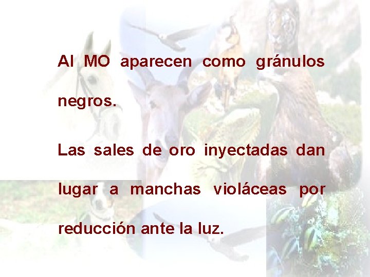 Al MO aparecen como gránulos negros. Las sales de oro inyectadas dan lugar a