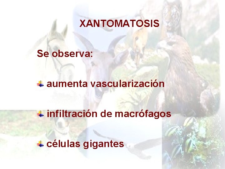 XANTOMATOSIS Se observa: aumenta vascularización infiltración de macrófagos células gigantes 