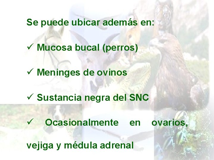 Se puede ubicar además en: ü Mucosa bucal (perros) ü Meninges de ovinos ü