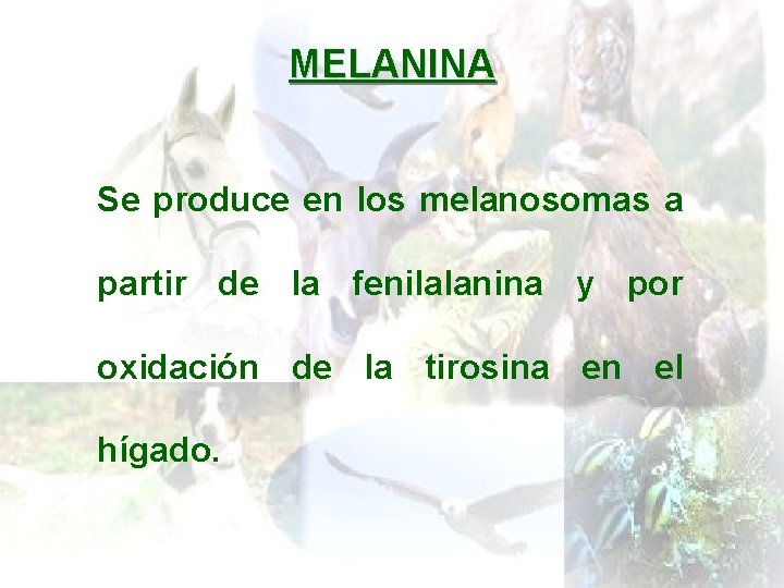 MELANINA Se produce en los melanosomas a partir de la fenilalanina y por oxidación