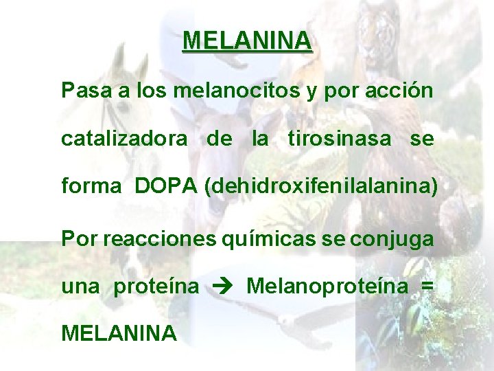 MELANINA Pasa a los melanocitos y por acción catalizadora de la tirosinasa se forma
