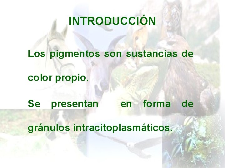 INTRODUCCIÓN Los pigmentos son sustancias de color propio. Se presentan en forma gránulos intracitoplasmáticos.
