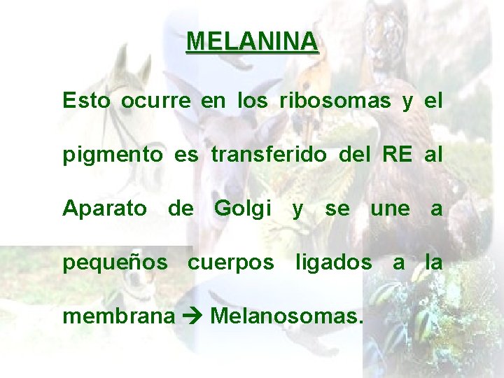 MELANINA Esto ocurre en los ribosomas y el pigmento es transferido del RE al