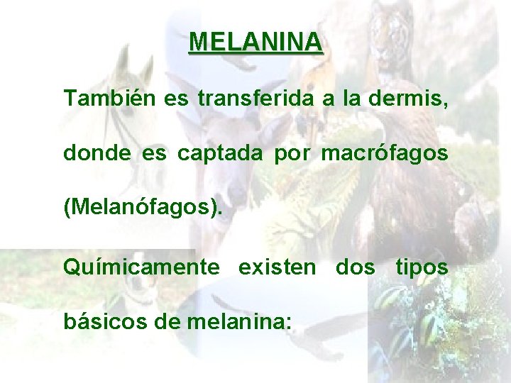 MELANINA También es transferida a la dermis, donde es captada por macrófagos (Melanófagos). Químicamente