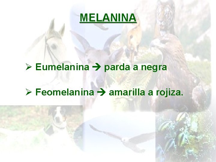 MELANINA Ø Eumelanina parda a negra Ø Feomelanina amarilla a rojiza. 