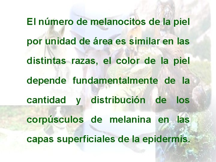 El número de melanocitos de la piel por unidad de área es similar en