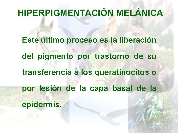 HIPERPIGMENTACIÓN MELÁNICA Este último proceso es la liberación del pigmento por trastorno de su
