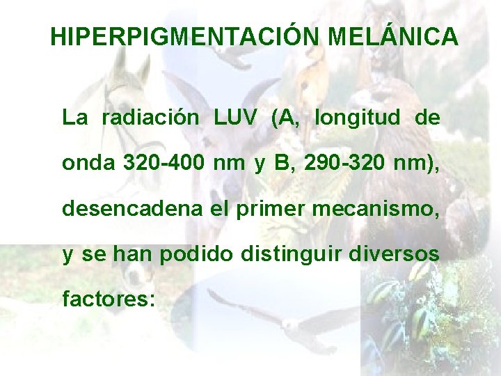 HIPERPIGMENTACIÓN MELÁNICA La radiación LUV (A, longitud de onda 320 -400 nm y B,