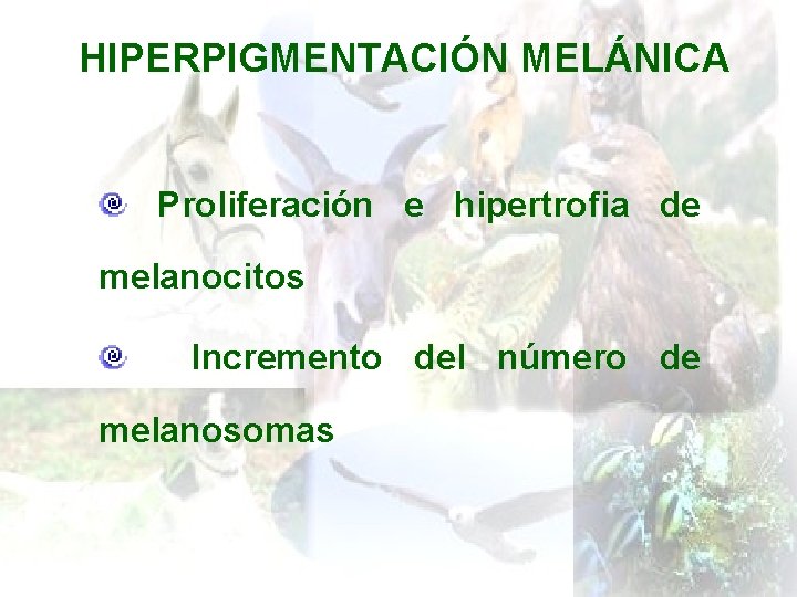 HIPERPIGMENTACIÓN MELÁNICA Proliferación e hipertrofia de melanocitos Incremento del número de melanosomas 