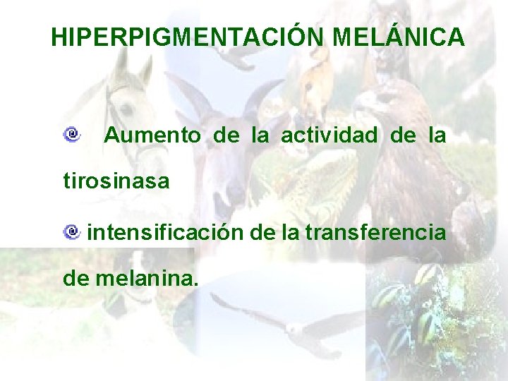 HIPERPIGMENTACIÓN MELÁNICA Aumento de la actividad de la tirosinasa intensificación de la transferencia de