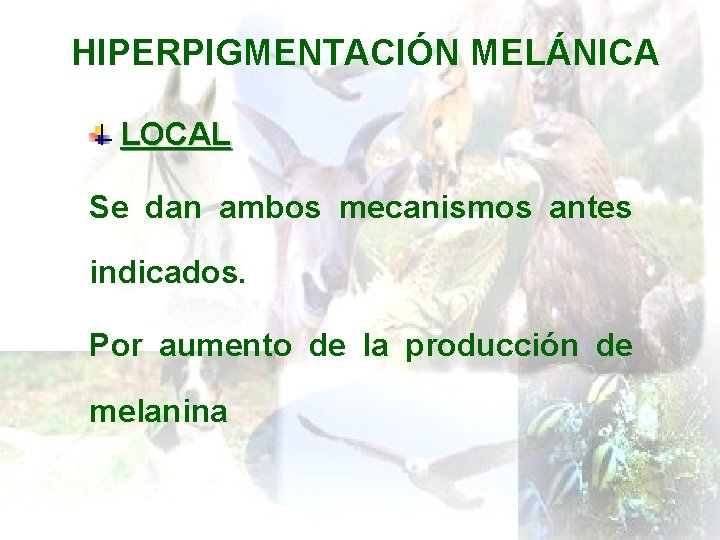 HIPERPIGMENTACIÓN MELÁNICA LOCAL Se dan ambos mecanismos antes indicados. Por aumento de la producción