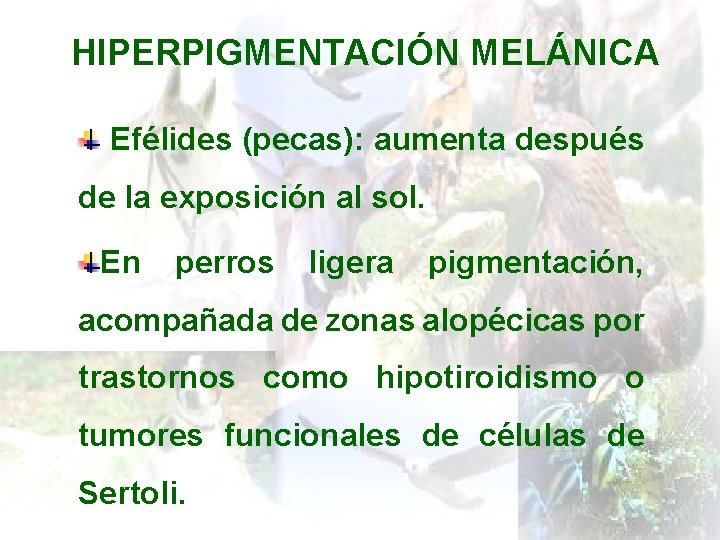 HIPERPIGMENTACIÓN MELÁNICA Efélides (pecas): aumenta después de la exposición al sol. En perros ligera