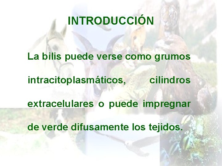 INTRODUCCIÓN La bilis puede verse como grumos intracitoplasmáticos, cilindros extracelulares o puede impregnar de