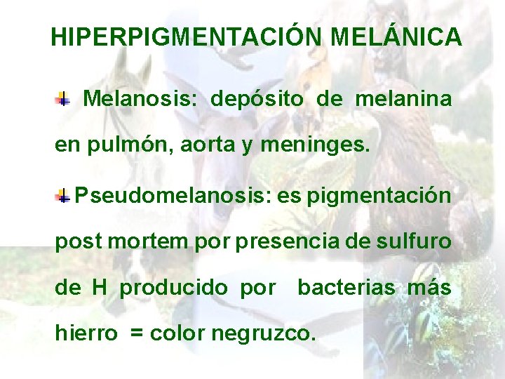 HIPERPIGMENTACIÓN MELÁNICA Melanosis: depósito de melanina en pulmón, aorta y meninges. Pseudomelanosis: es pigmentación
