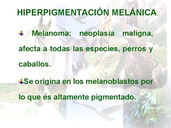 HIPERPIGMENTACIÓN MELÁNICA Melanoma: neoplasia maligna, afecta a todas las especies, perros y caballos. Se