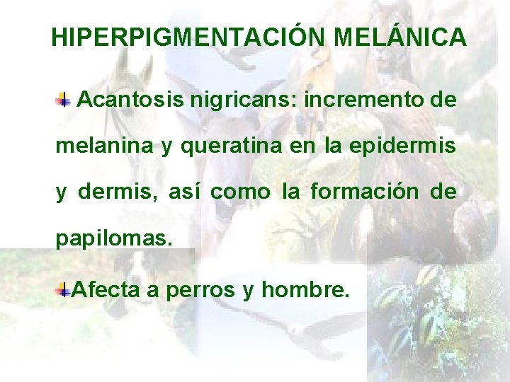 HIPERPIGMENTACIÓN MELÁNICA Acantosis nigricans: incremento de melanina y queratina en la epidermis y dermis,