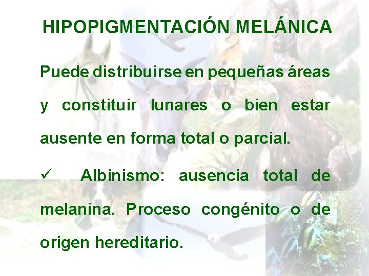 HIPOPIGMENTACIÓN MELÁNICA Puede distribuirse en pequeñas áreas y constituir lunares o bien estar ausente