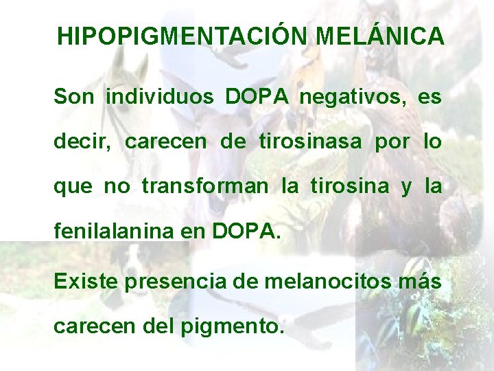 HIPOPIGMENTACIÓN MELÁNICA Son individuos DOPA negativos, es decir, carecen de tirosinasa por lo que