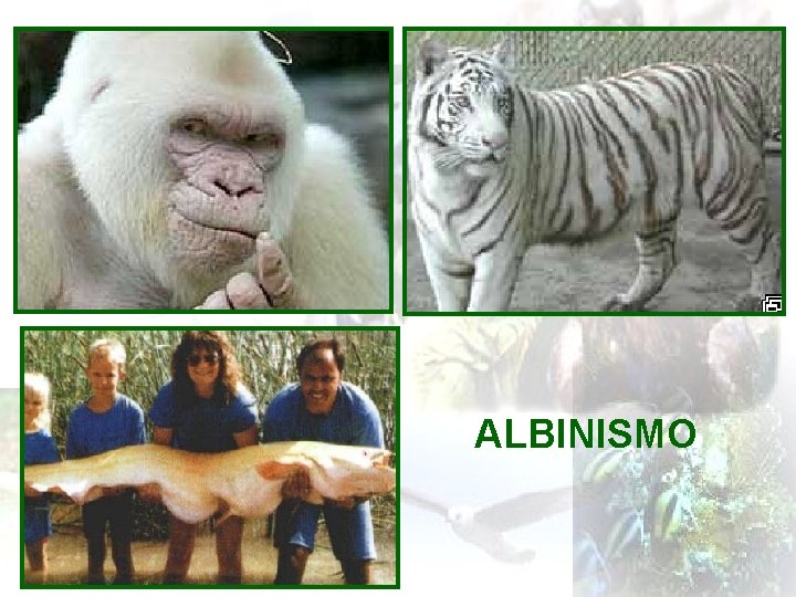 ALBINISMO 