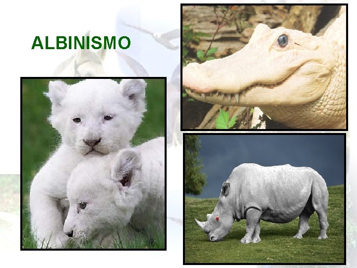 ALBINISMO 