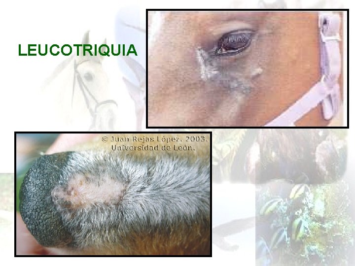 LEUCOTRIQUIA 