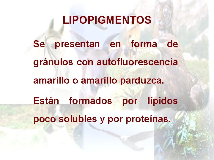 LIPOPIGMENTOS Se presentan en forma de gránulos con autofluorescencia amarillo o amarillo parduzca. Están
