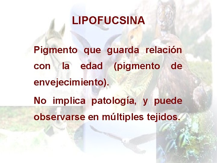 LIPOFUCSINA Pigmento que guarda relación con la edad (pigmento de envejecimiento). No implica patología,