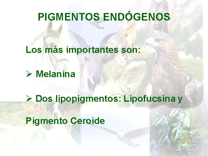 PIGMENTOS ENDÓGENOS Los más importantes son: Ø Melanina Ø Dos lipopigmentos: Lipofucsina y Pigmento