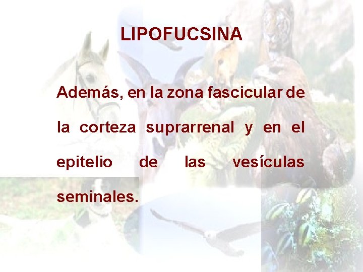 LIPOFUCSINA Además, en la zona fascicular de la corteza suprarrenal y en el epitelio