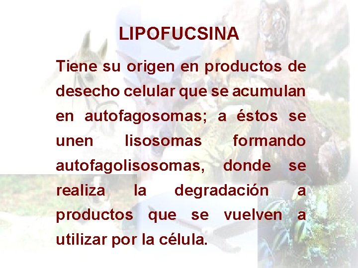 LIPOFUCSINA Tiene su origen en productos de desecho celular que se acumulan en autofagosomas;