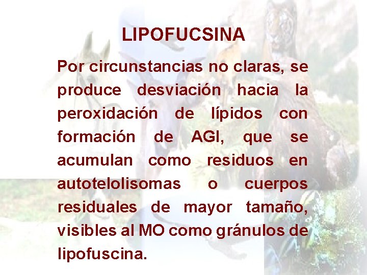 LIPOFUCSINA Por circunstancias no claras, se produce desviación hacia la peroxidación de lípidos con
